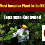 Japanese Knotweed: The Definitive Guide