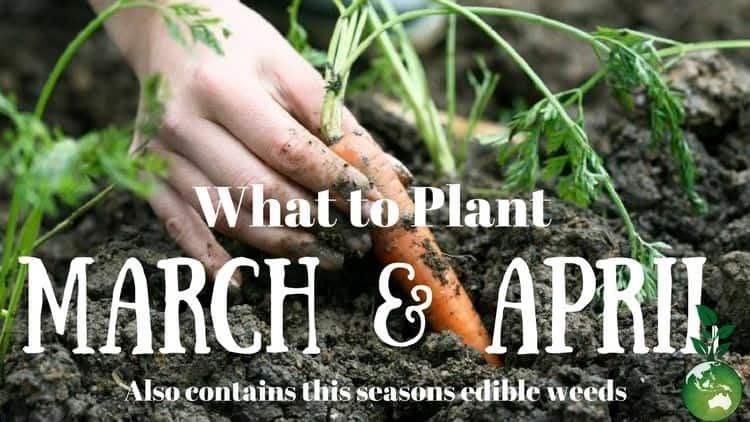Gaia's Organic Gardens 'What to Plant' Blog banner