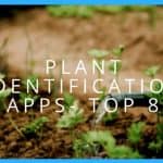 Plant Identification Apps: Top 8