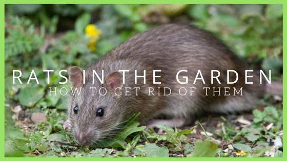 Rats In The Garden Advice Control And Elimination 2017