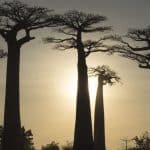11 of the Most Sacred and Iconic Trees from Around the World