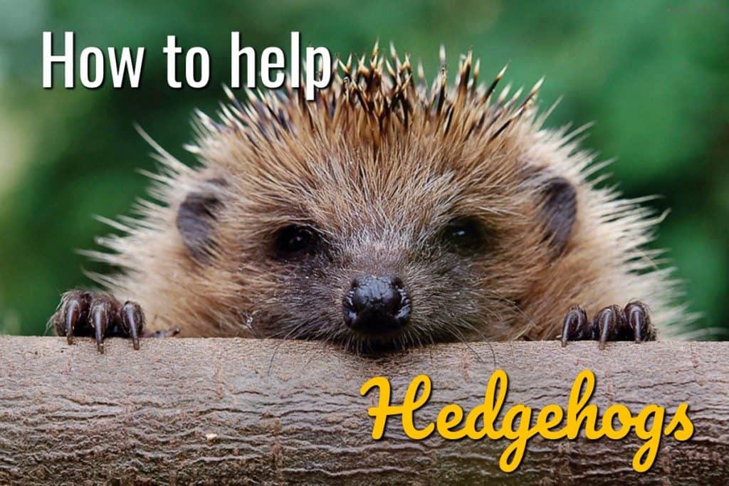 How To Help Hedgehogs In Your Garden Blog Garden Buildings Direct